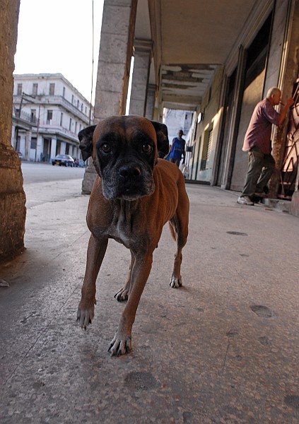 Sguardo cane - Fotografia della Havana - Cuba 2010