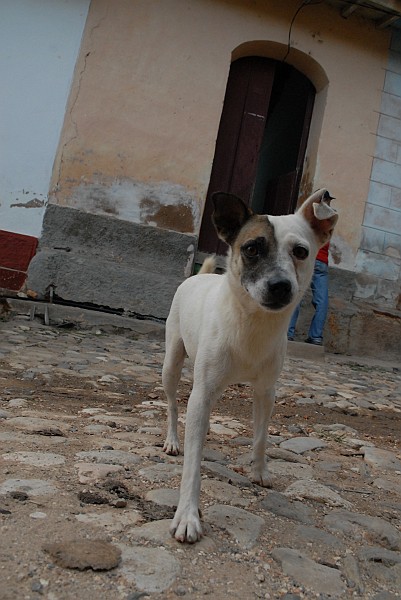 Cane - Fotografia di Trinidad - Cuba 2010