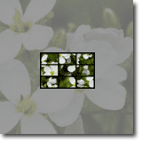 Fiori Micro Puzzle